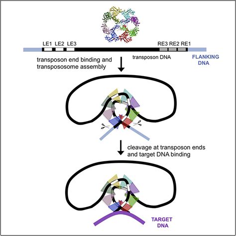 hermes crystal structure fred dyda1|Structural Basis of hAT Transposon End Recognition by .